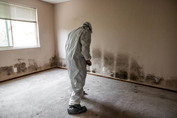 Clayton, NC Mold Inspection, Removal & Remediation Company